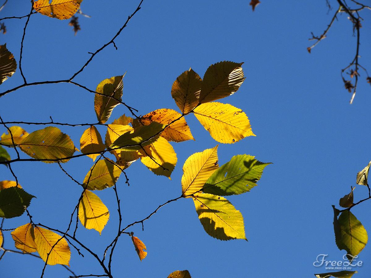 Krása zlatého podzimu