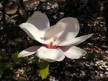 Překrásné kvetoucí magnolie na Jižním Předměstí v Plzni