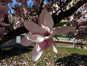 Překrásné kvetoucí magnolie na Jižním Předměstí v Plzni