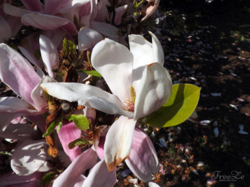 Překrásné kvetoucí magnolie na Jižním Předměstí v Plzni