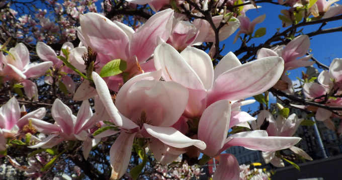 Překrásné kvetoucí magnolie na Jižním Předměstí v Plzni